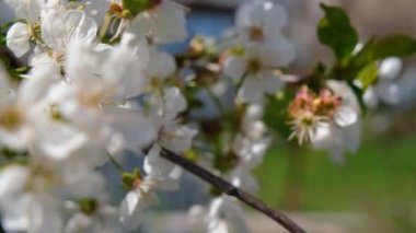 Kiraz çiçekleri. İlkbaharda güçlü kiraz çiçekleri açar. Taze kiraz çiçekleri. Beyaz kiraz çiçekleri.