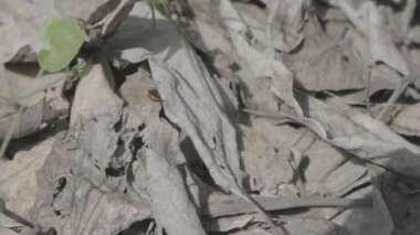 Kuru yapraklar üzerinde uğur böceği. Uğur böceği yakın plan. Sonbaharda uğur böceği.