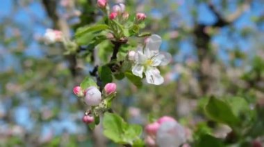 Çiçek açan elma ağacı yakın plan. Bir elma ağacının pembemsi çiçeği. Bahar çiçekli elma ağacı.