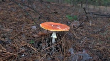 Amanita muscaria. Doğada zehirli mantar. Ormanda agarik uç.