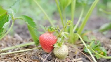 Bahçedeki çilekleri yakından çek. Bahçede olgun çilekler. Çilek yetiştiriyor..