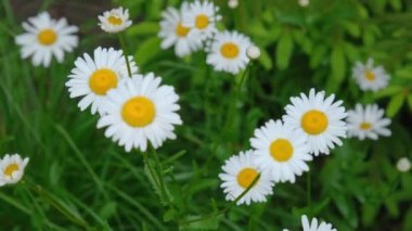 Papatya çayı yakın plan. Papatya çiçekleri kapanıyor. Güzel papatya çiçeği yakın plan.