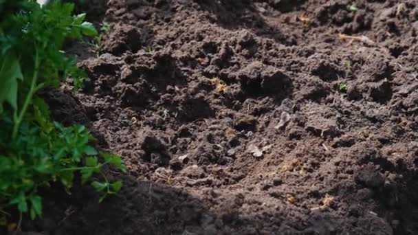 Φρέμερ Φυτεύει Ένα Ντοματόσπορο Στο Έδαφος Διαδικασία Φύτευσης Κήπος Βιολογικά — Αρχείο Βίντεο