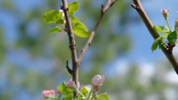 花にバンブルビー バンブルビーは果実の木の花に蜜を集める 開花リンゴの木のバンブルビー 花粉を集めるバンブルビーが接近中 — ストック動画