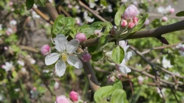 リンゴの木を閉じる開花 リンゴの木のピンク色の花 春の開花リンゴの木 — ストック動画