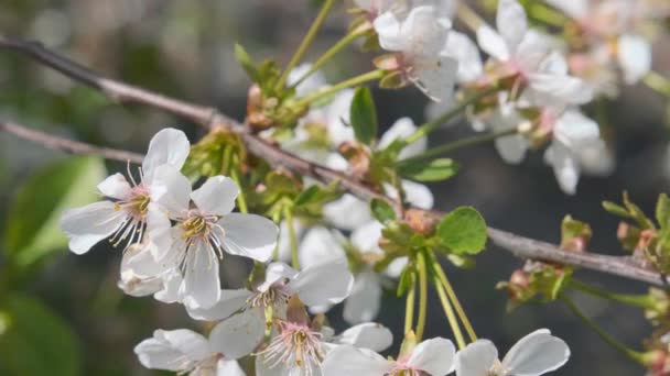 浓郁的樱花在春天开花 新鲜的樱花白樱桃花 — 图库视频影像