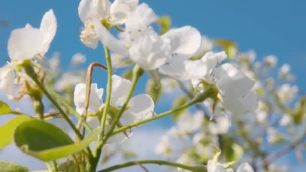 Квіти Груші Груша Цвіте Крупним Планом Цвітіння Білої Груші Цвіте — стокове відео