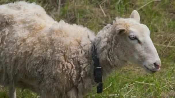 Красивая Овца Зеленом Поле Крупным Планом Красивая Овца Смотрит Камеру — стоковое видео