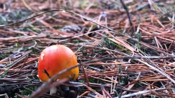 Amanita Muscaria Cogumelo Venenoso Natureza Voar Agárico Floresta — Vídeo de Stock