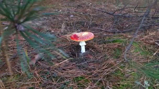 Amanita Muscaria Poisonous Mushroom Nature Fly Agaric Forest — Stock Video