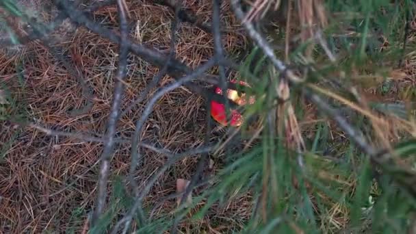 Red Fly Agaric Forest Close Vuela Agárico Bosque Coníferas Hongo — Vídeo de stock