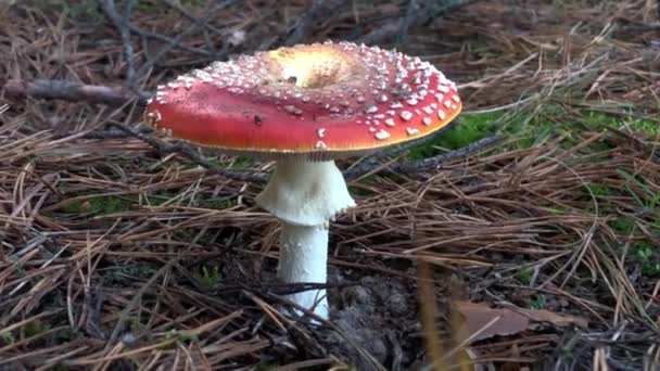 Red Fly Agaric Forest Close Fly Agaric Coniferous Forest Hallucinogenic — Stock Video
