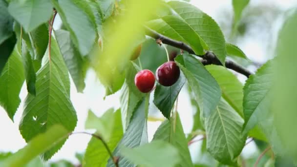 枝に桜 木の上でチェリーを熟す 甘い赤い桜 — ストック動画