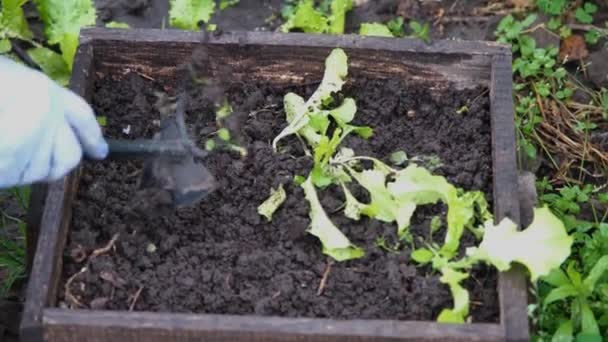 女性が地面に種を植えます 農家は新しい植物を植えている 家庭菜園 — ストック動画