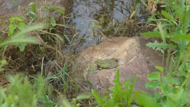 石の上のカエル カエルは川のそばに座っている 川のカエル 一般的な川カエルのクローズアップ — ストック動画
