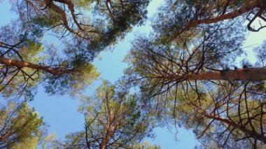 Aşağıdan çam ağaçlarının manzarası. Çamların arasından gökyüzüne bak. Gökyüzüne karşı çam ağaçları. Ormanın dalları arasından gökyüzüne bak..