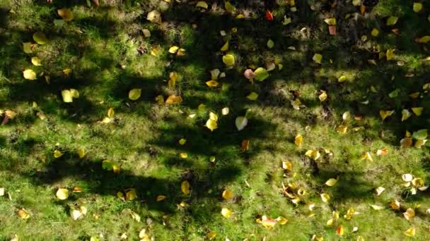Gula Blad Grönt Gräs Höstens Bakgrund Höstlöv Grönt Gräs Solstrålar — Stockvideo