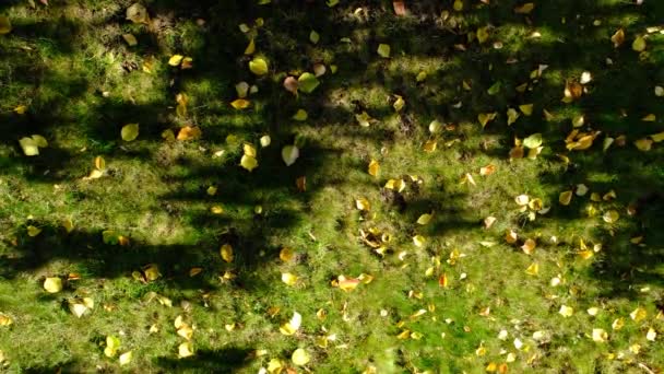 绿草上的黄叶 秋天的背景秋天的叶子在绿草上 绿草上的阳光 — 图库视频影像