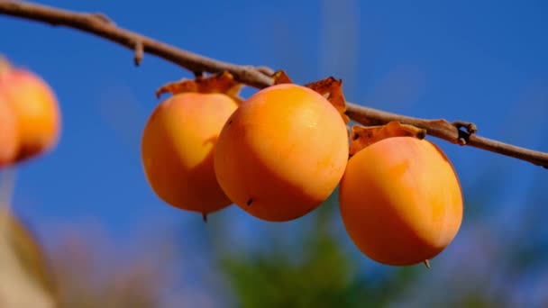 枝条上有成熟的鳗鱼 枝条上有成熟多汁的柿子 枝条上成熟的橙子 — 图库视频影像