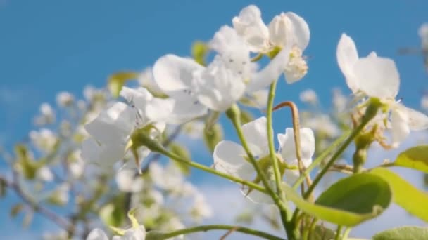 梨の花 梨の花のクローズアップ 白花を咲かせます — ストック動画