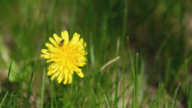 Yeşil çimlerde karahindiba. Yeşil çimlerde sarı karahindiba. Yeşil çimlerde bir karahindiba.