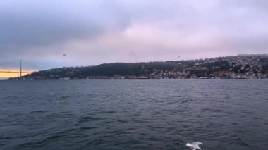 Martılar Boğaz 'da uçar. Aç bir martı sürüsü yiyecek aramak için uçar. İstanbul 'da feribotun yanında bir martı sürüsü uçuyor..