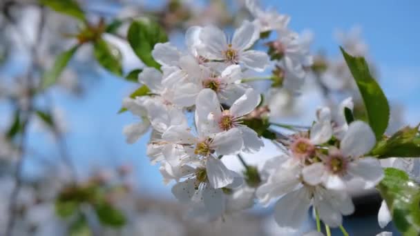 桜の花 春には強い桜が咲く 新鮮な桜の花 — ストック動画