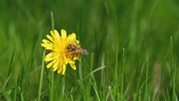 Pszczoła Zbliżeniu Mniszka Lekarskiego Pszczoła Kwiatowym Zbliżeniu Hrabia Zbiera Pyłki — Wideo stockowe