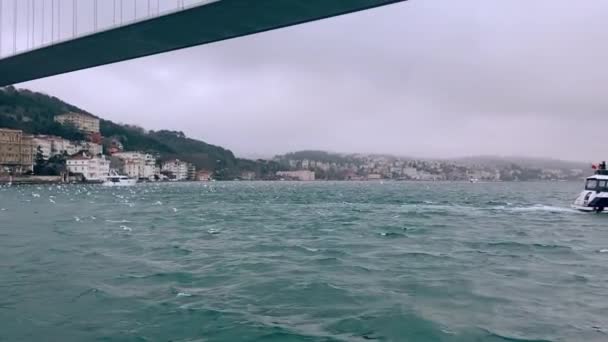 Beaucoup Mouettes Sous Pont Bosphore Les Mouettes Volent Dans Bosphore — Video