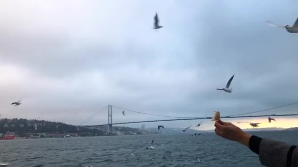 Möwen Fliegen Bosporus Eine Schar Hungriger Möwen Fliegt Auf Nahrungssuche — Stockvideo
