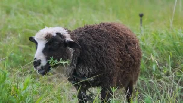 Αρνί Τρώει Γρασίδι Ένα Νεαρό Πρόβατο Τρώει Γρασίδι Ένα Χωράφι — Αρχείο Βίντεο
