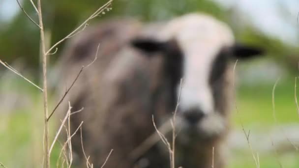 Красивая Овца Зеленом Поле Крупным Планом Красивая Овца Смотрит Камеру — стоковое видео