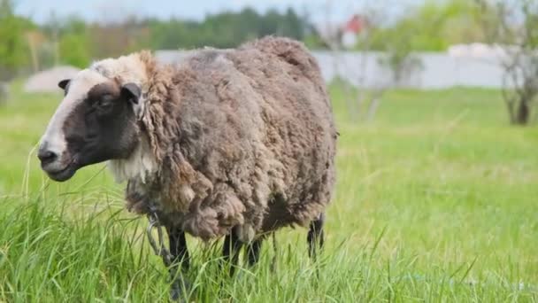Όμορφη Πρόβατα Ένα Πράσινο Πεδίο Γκρο Πλαν Ένα Όμορφο Πρόβατο — Αρχείο Βίντεο