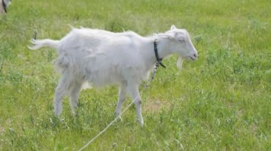 Genç keçi tarlada. Yeşil tarladaki güzel keçi. Keçi tarlada otluyor. Keçi ot yer..