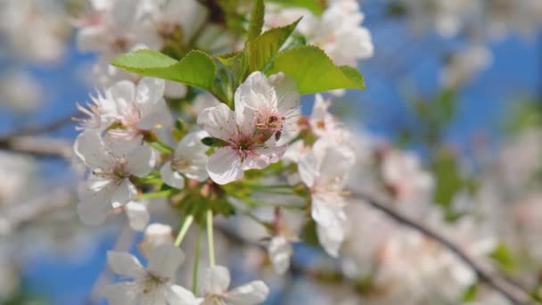 浓郁的樱花在春天开花 新鲜的樱花白樱桃花 — 图库视频影像