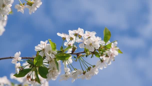 Вишневі Квіти Сильна Вишня Цвіте Навесні Свіжі Вишні Квіти Білі — стокове відео