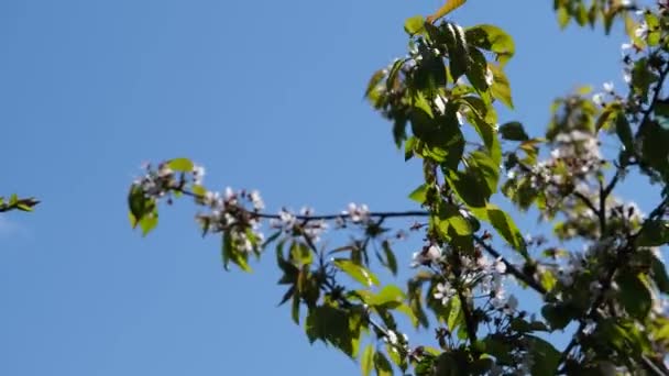 Fleurs Cerisier Fortes Fleurs Cerisier Printemps Fleurs Cerisier Fraîches Fleurs — Video