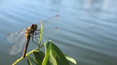 Daldaki güzel yusufçuk. Vahşi yaşam. Yusufçuk kanatlarını kurutur..