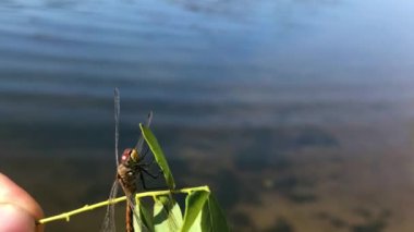 Yusufçuk yakın plan. Bir ağaç dalında yusufçuk. Bir dalda yusufçuk tutan bir adam..