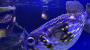 Fugu fish close-up. Fugu swimming in an aquarium close-up