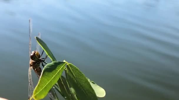 Dragonfly Close Libélula Ramo Árvore Close Homem Segurando Uma Libélula — Vídeo de Stock