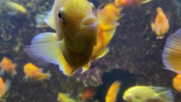 Goldfish Close Bando Peixes Dourados Num Recife Coral Muitos Peixinhos — Vídeo de Stock