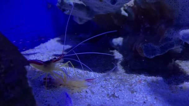 虾吃虾 海上的食人族虾子吃虾子 动物世界里的食人族行为 — 图库视频影像