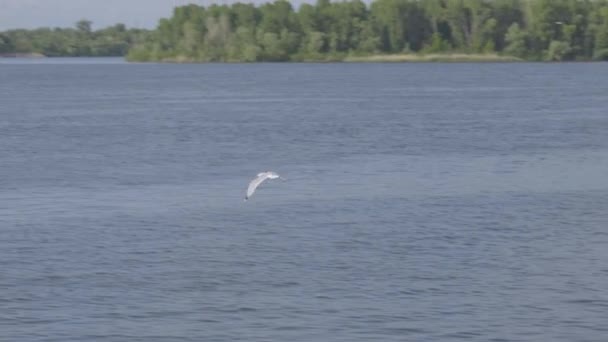 Seagull Flies River Big Seagull Flying One Seagull Air — Stockvideo