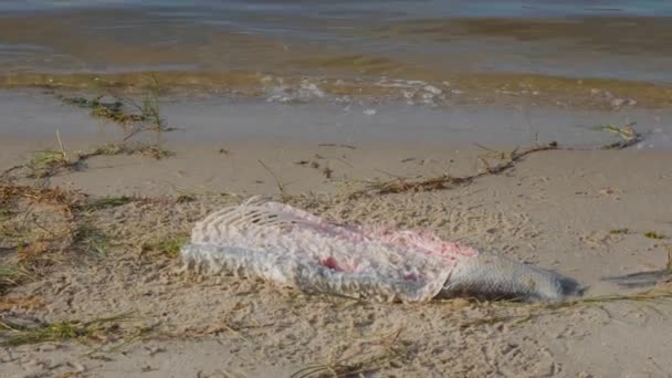 Peces Muertos Playa Pez Está Descomponiendo Orilla Arenosa Peces Muertos — Vídeos de Stock