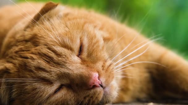 Gatto Rosso Dorme Con Piacere Primo Piano Del Gatto Rosso — Video Stock