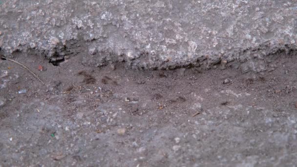 Hormigas Cerca Las Hormigas Siguen Trabajo Equipo Hormigas — Vídeos de Stock