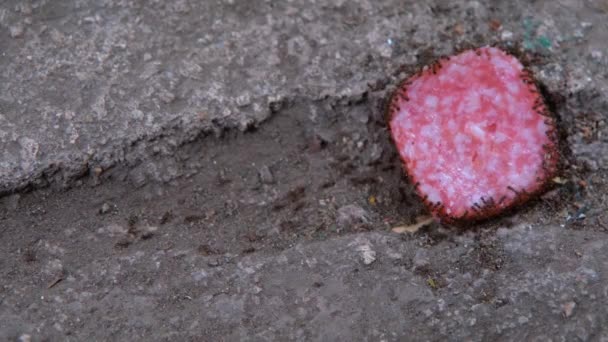 Semut Close Semut Saling Mengikuti Kerjasama Semut — Stok Video