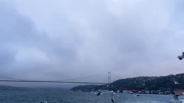 Meeuwen Vliegen Bosporus Een Kudde Hongerige Meeuwen Vliegt Zoek Naar — Stockvideo