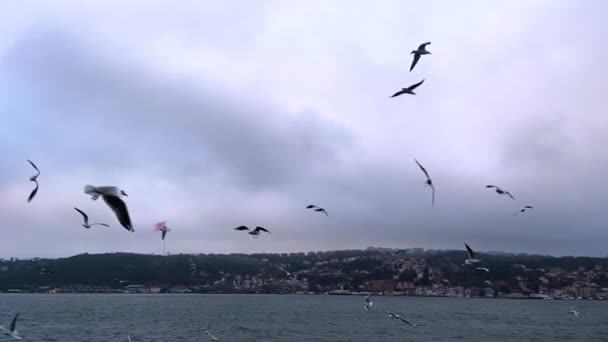 海鸥在博斯普鲁斯海峡中飞翔 一群饥饿的海鸥飞来飞去寻找食物 在伊斯坦布尔 一群海鸥在渡口附近飞翔 — 图库视频影像